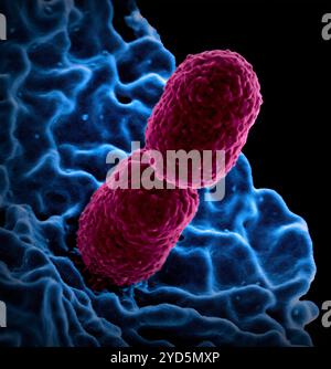 Farbige Rasterelektronenmikroskopie mit Carbapenem-resistenter Klebsiella pneumoniae (pink), die mit einem menschlichen Neutrophilen interagiert. Stockfoto