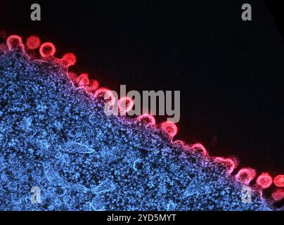 Kolorierter Transmissionselektronenmikrograph von HIV-1-Viruspartikeln (rot), die aus einer H9-T-Zelle (blau) herauswachsen und replizieren. Stockfoto