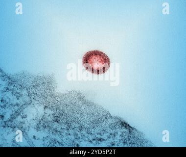 Kolorierter Transmissionselektronenmikrograph eines extrazellulären HIV-1-Viruspartikels (rot) außerhalb einer H9-T-Zelle (hellblau). Stockfoto