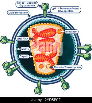 Ein anschauliches Diagramm eines einzelnen infektiösen Viruspartikels des HIV-Virus. Stockfoto