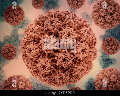 3D-Renderings des humanen Papillomavirus (HPV)-Kapsids (rot) vor einem Hintergrundbild, das eine Transmissionselektronenmikrographie des HPV-Virus darstellt. Stockfoto