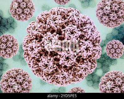 3D-Renderings des humanen Papillomavirus (HPV)-Kapsids (rosa) vor einem Hintergrundbild, das eine Transmissionselektronenmikrographie des HPV-Virus darstellt. Stockfoto