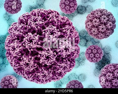 3D-Renderings des humanen Papillomavirus (HPV)-Kapsids (rosa) vor einem Hintergrundbild, das eine Transmissionselektronenmikrographie des HPV-Virus darstellt. Stockfoto