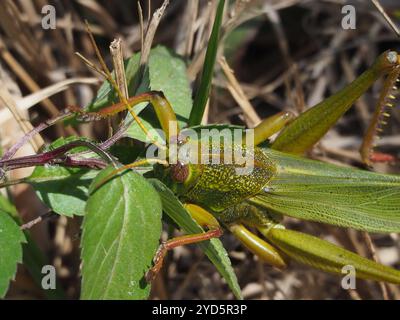 Große grüne Grasshopper (Chondracris rosea) Stockfoto