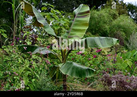 Musa sikkimensis Bengal Tiger, Bengal Tiger Sikkim Banana, tropisch, exotisch, Bett, Border, Garten, RM Floral Stockfoto