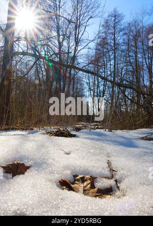 Die Frühlingssonne schmilzt den Schnee, der Beginn des Frühlings Stockfoto