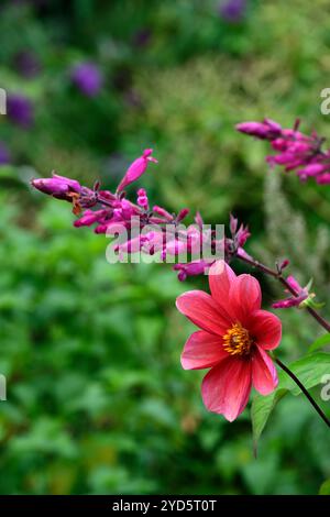 dahlien, Salvia Involucrata boutin, rosa rote Blumen, Dahlien und salvia Blume, Dahlien und salvia Blumen, gemischtes Bett, gemischte Grenze, heiße Grenze, Garten, Gärten Stockfoto