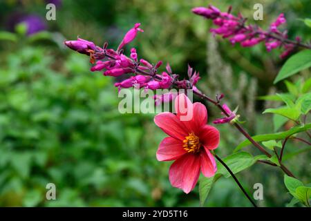 dahlien, Salvia Involucrata boutin, rosa rote Blumen, Dahlien und salvia Blume, Dahlien und salvia Blumen, gemischtes Bett, gemischte Grenze, heiße Grenze, Garten, Gärten Stockfoto