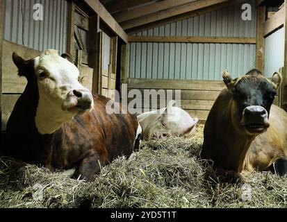 Zwei Kühe und ein Schwein ruhen zusammen in einem Stall. Stockfoto