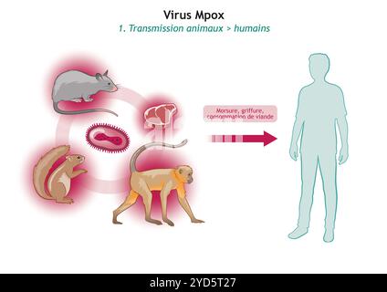 Tierisch-menschliche Ubertragung des Mpox-Virus. Stockfoto