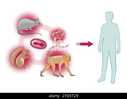 Tierisch-menschliche Ubertragung des Mpox-Virus. Stockfoto