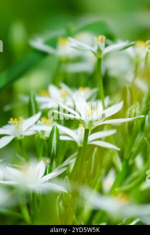 Ornithogalum blüht im Frühjahr Stockfoto
