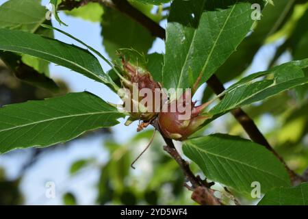 Orientalische Kastaniengellscheibe (Dryocosmus kuriphilus) Stockfoto