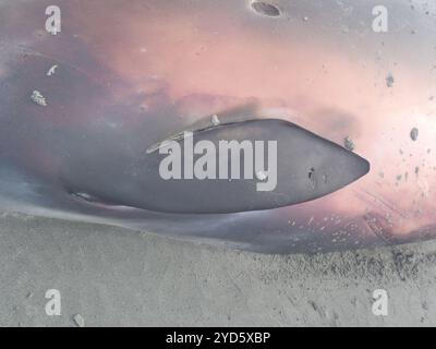 Grauer Schnabelwal (Mesoplodon gryi) Stockfoto