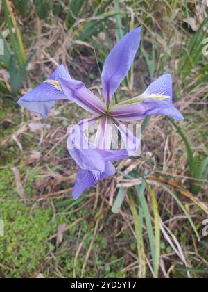 Bartlose Iris (Limniris) Stockfoto