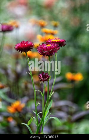 Xerochrysum bracteatum Drachenfeuer, Bracteantha bracteata, Helichrysum bracteatum, Erdbeere, ewige Blume, Papier Gänseblümchen, Blumen, Blüte, Orange fl Stockfoto