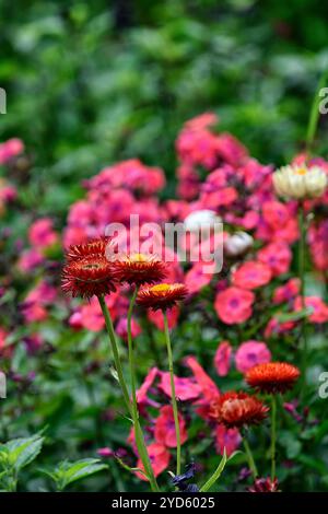 Xerochrysum bracteatum Drachenfeuer, Bracteantha bracteata, Helichrysum bracteatum, Erdbeere, ewige Blume, Papier Gänseblümchen, Blumen, Blüte, Orange fl Stockfoto