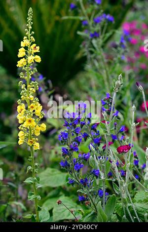 verbascum, Viper Bugloss, Echium vulgare, gelbe und blaue Blumen, verbascum und Echium Blumen, gemischte Pflanzschema, kontrastierende Blütenfarben, RM Flor Stockfoto