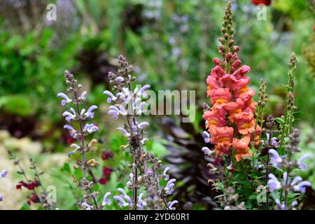 Antirrhinum Majus Ouvertüre tieforange, snapdrache, schnappdrachen, Orange, Blumen, Blüten, Blüten, einjährige, Bettenpflanzen, RM Floral Stockfoto