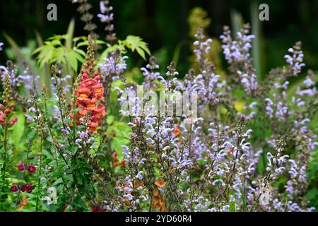 Antirrhinum Majus Ouvertüre tieforange, snapdrache, schnappdrachen, Orange, Blumen, Blüten, Blüten, einjährige, Bettenpflanzen, RM Floral Stockfoto