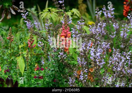 Antirrhinum Majus Ouvertüre tieforange, snapdrache, schnappdrachen, Orange, Blumen, Blüten, Blüten, einjährige, Bettenpflanzen, RM Floral Stockfoto