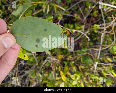 lorbeerblatt greenbrier (Smilax laurifolia) Stockfoto