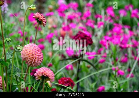 Dahlia Burlesca, Dahlien, Ball Dahlia, Orange, Koralle, Koralle rosa, Blume, Blumen, Blüte, mehrjährige, Stauden, Garten, RM Floral Stockfoto