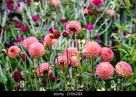 Dahlia Burlesca, Dahlien, Ball Dahlia, Orange, Koralle, Koralle rosa, Blume, Blumen, Blüte, mehrjährige, Stauden, Garten, RM Floral Stockfoto