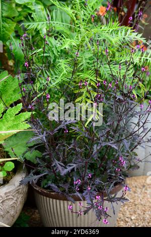 Verbena Officinalis Bampton, lila und rosa Blumen, Blume, blühende, Garten, Blumenausstellung, Behälteranzeige, Topfanzeige, Blumen im Garten, RM Flor Stockfoto