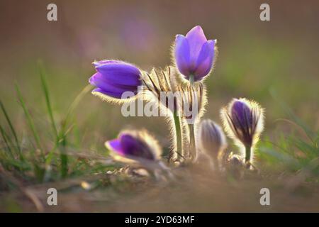 Frühling Blumen. Wunderschön blühende Kuhschelle und Sonne mit einem natürlichen farbigen Hintergrund. (Pulsatilla Grandis) Stockfoto