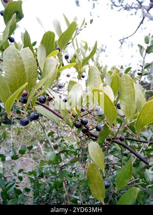 lorbeerblatt greenbrier (Smilax laurifolia) Stockfoto
