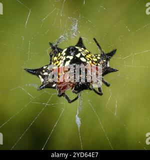 Kurzdorn Kitespider (Gasteracantha sanguinolenta) Stockfoto