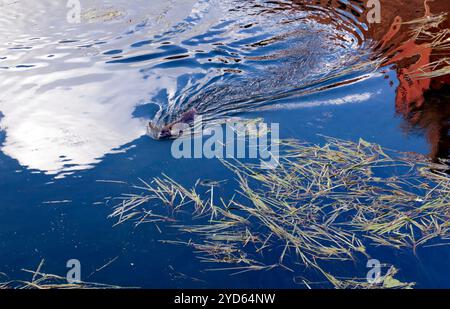 Ein großer Coypu schwimmt im Fluss Eure, Chartres, Frankreich Stockfoto