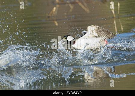 Büffelkopf schlägt Flügel und Spritzer. Stockfoto