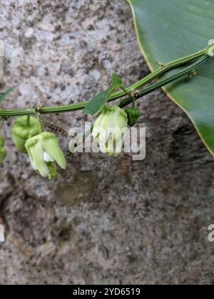 Doppelblume Passionsblume (Passiflora biflora) Stockfoto