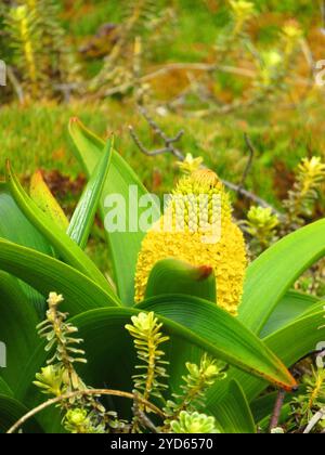 Ross Lily (Bulbinella rossii) Stockfoto