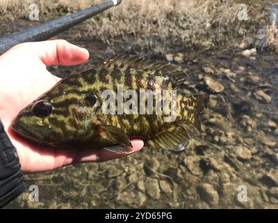 Warmouth (Lepomis gulosus) Stockfoto