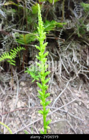 Zwiebeln-Orchideen (Microtis unifolia) Stockfoto