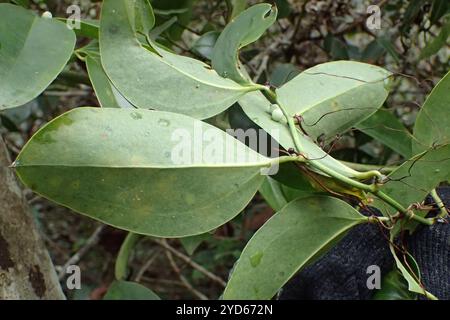 lorbeerblatt greenbrier (Smilax laurifolia) Stockfoto