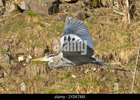 Großer blauer Reiher, der tief fliegt. Stockfoto