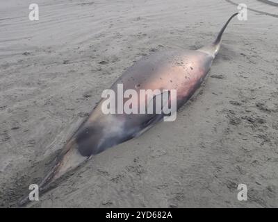 Grauer Schnabelwal (Mesoplodon gryi) Stockfoto