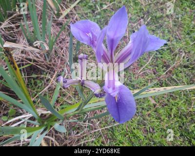 Bartlose Iris (Limniris) Stockfoto