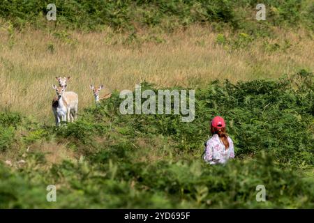 Frau in hellen Kleidern, die an einem sonnigen Tag durch die grüne Landschaft geht, Hirsche ansieht. Bradgate Park, Leicestershire, England. Stockfoto