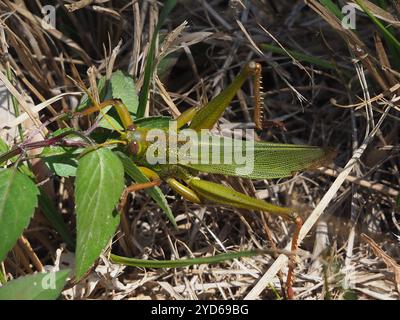Große grüne Grasshopper (Chondracris rosea) Stockfoto