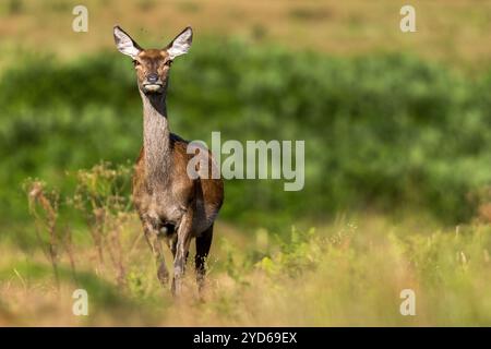 Einzelnes weibliches Rotwild, Cervus elaphus, steht auf freiem Land. Bradgate Park, Leicestershire, England. Stockfoto