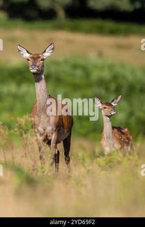 Einzelnes weibliches Rotwild, Cervus elaphus, stehend mit Kitz auf freiem Land. Bradgate Park, Leicestershire, England. Stockfoto
