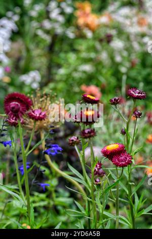 Xerochrysum bracteatum, Bracteantha bracteata, Helichrysum bracteatum Dragon Fire, Strawflower, ewige Blume, Papiergäntel, Blumen, Blüten, orange f Stockfoto