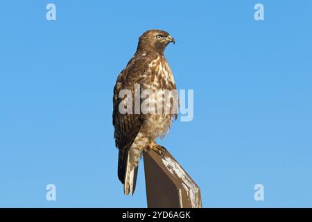 Alarmieren Sie Hawk auf Holzpfosten. Stockfoto