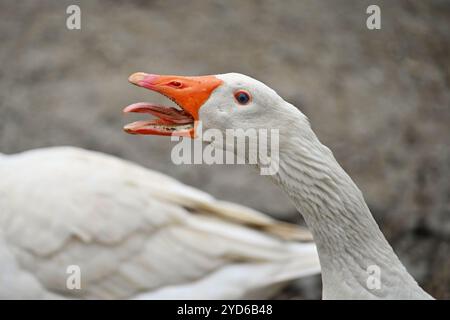 Hausgans. Lustiges Porträt eines Tieres auf einem Bauernhof. Stockfoto