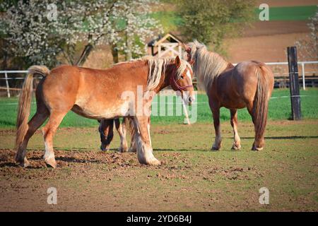 Schöne Pferde in einem Korral auf einem Bauernhof im Frühling. Rasse - Hafling. Stockfoto